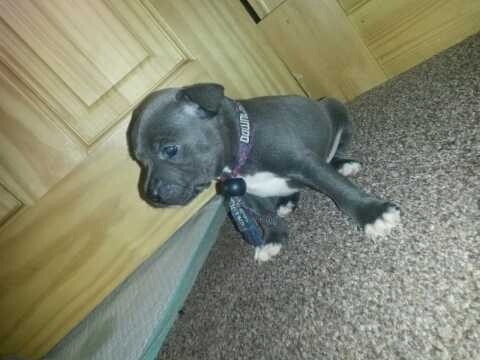 gumtree staffordshire bull terrier puppies